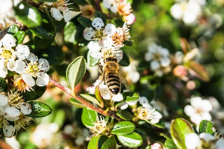 beneficial wildlife for wildflower gardens