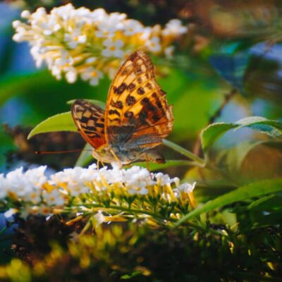 wildlife garden ideas