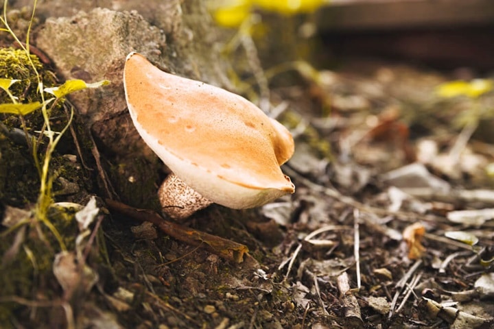 wood chip mulch with mushrooms
