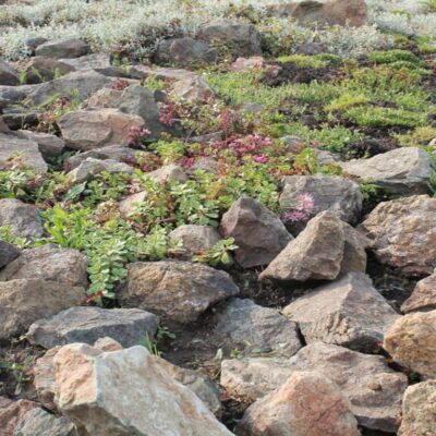 rockery ideas