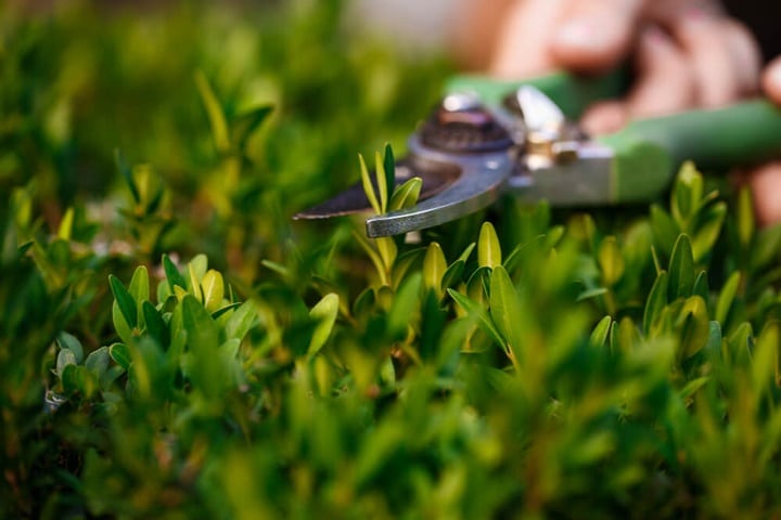 september gardening jobs looking after your lawn