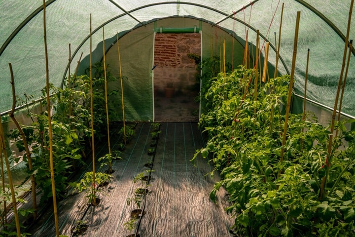 where to position a polytunnel how to