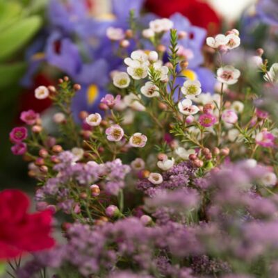 wildflower garden