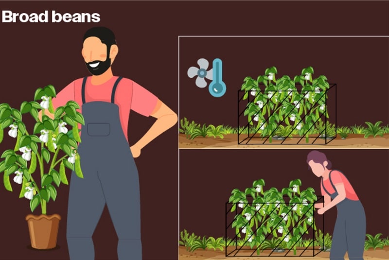 growing food at home with broad beans
