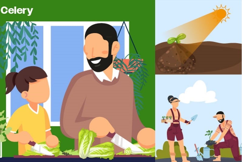 celery for growing food at home