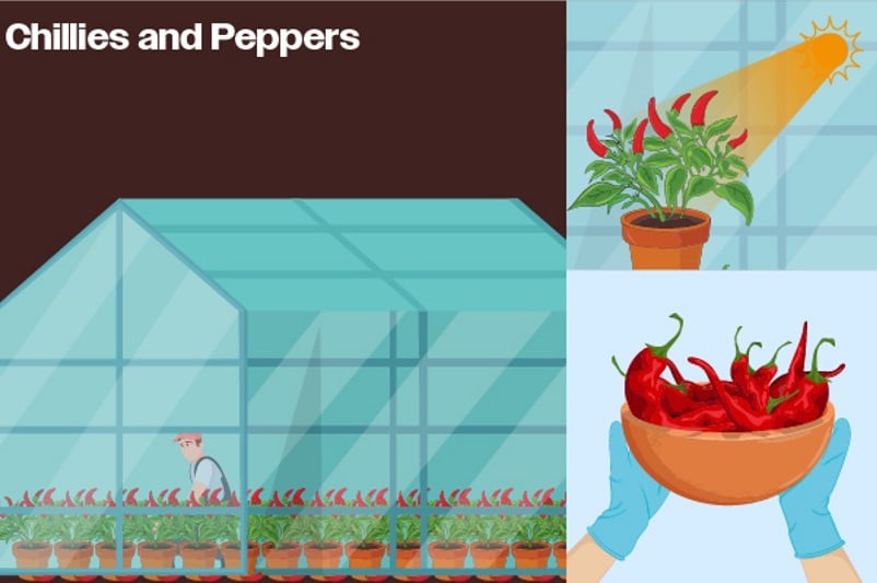 chillies and peppers for growing food at home