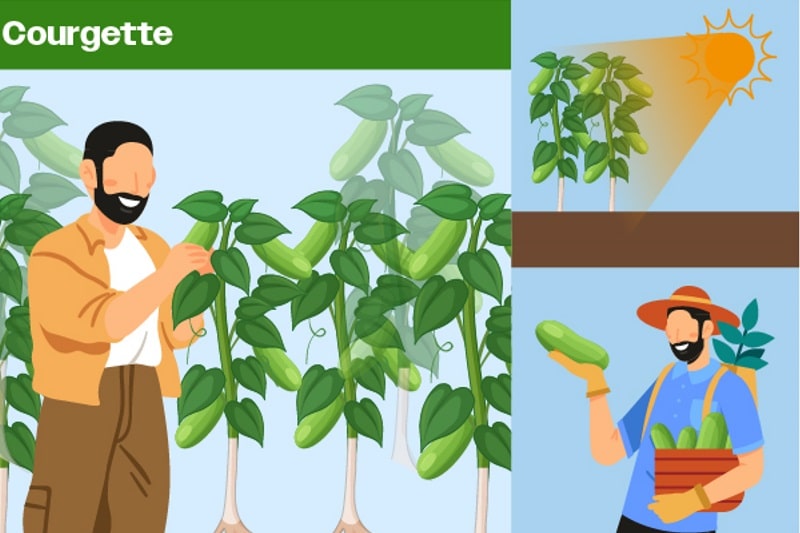 courgettes for growing food at home