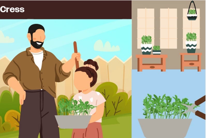 growing cress at home