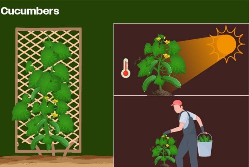 growing cucumbers at home