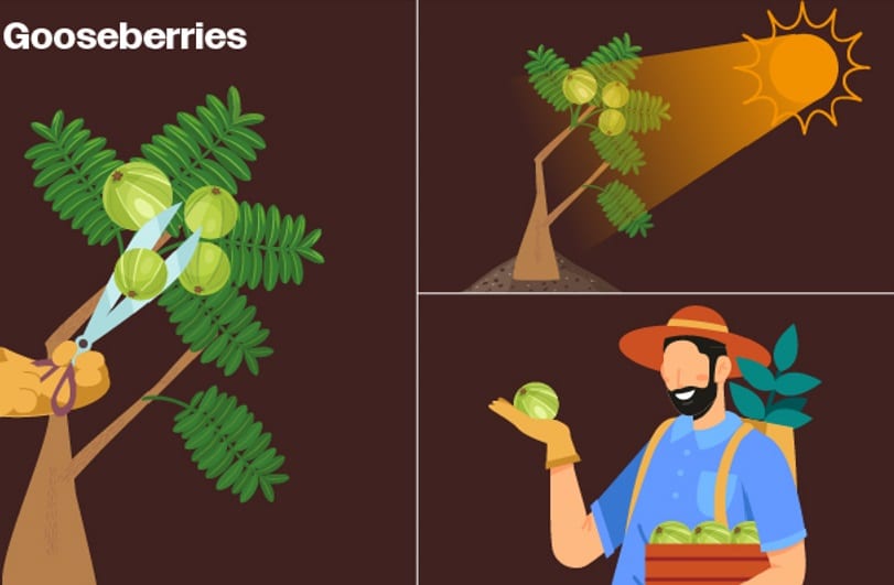growing food at home with gooseberries