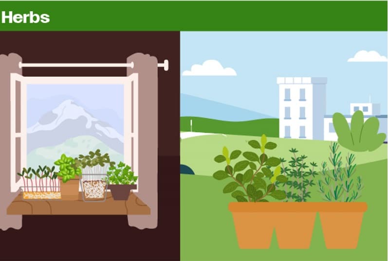 growing food at home herbs