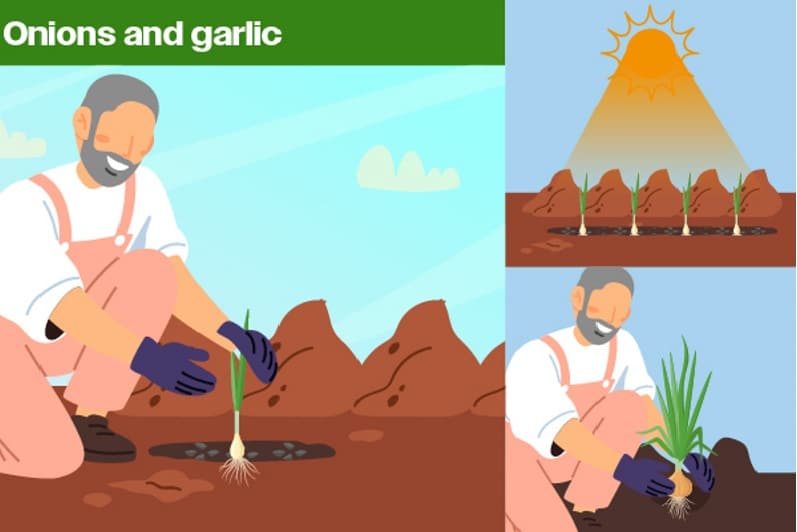 onions and garlic for growing food at home