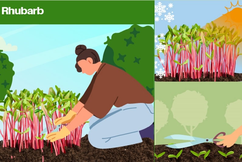 growing food at home rhubarb