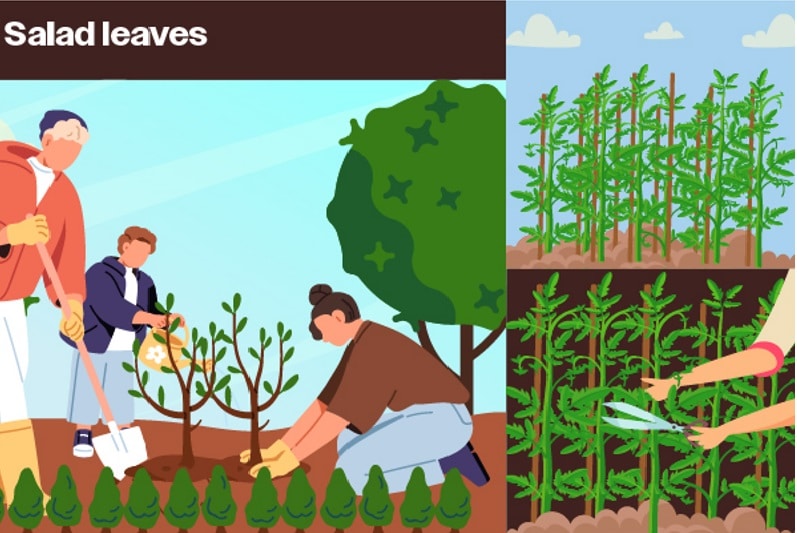 growing salad leaves at home