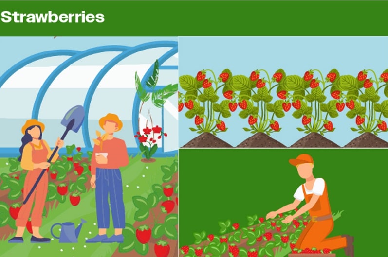 growing strawberries at home