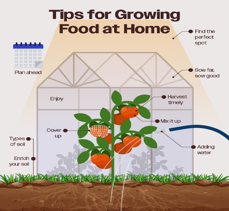 growing food at home top tips