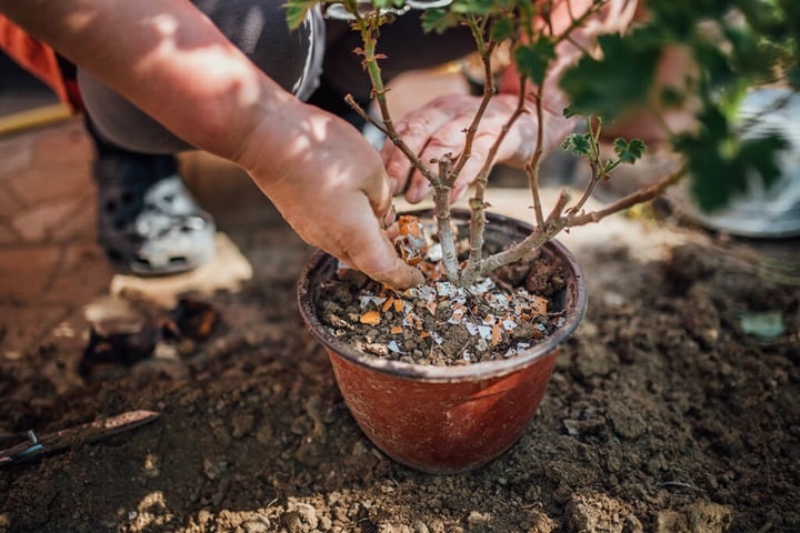 eggshells for plants composting