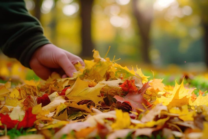 how to preserve autumn leaves collecting and gathering