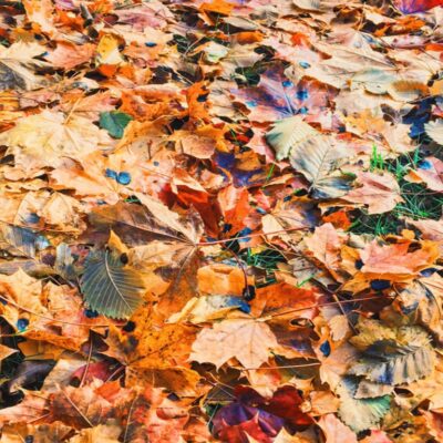 how to preserve autumn leaves