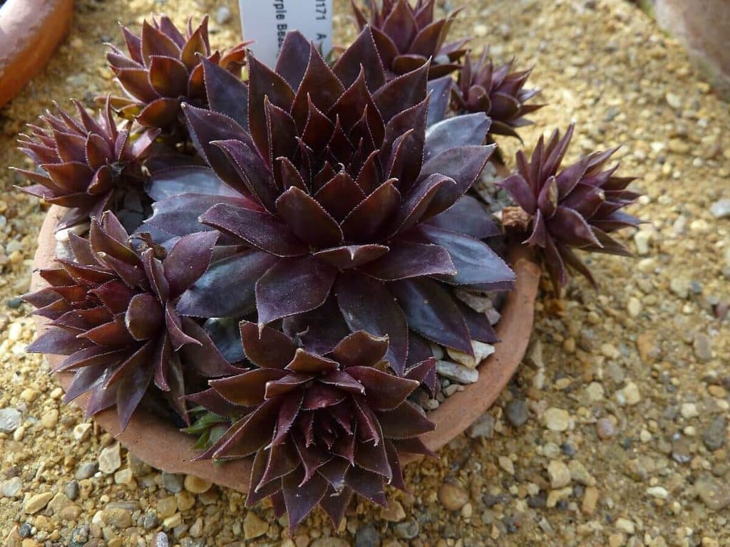 sempervivums as autumn plants for pots