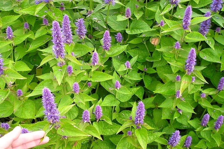 autumn plants for pots agastache