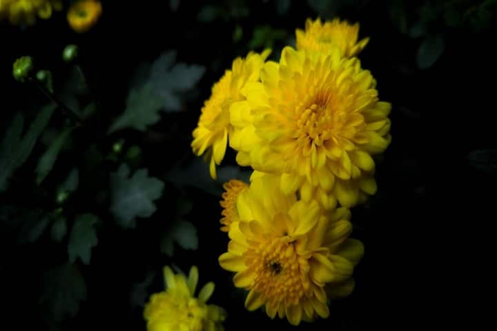 chrysanthemums as autumn plants for pots