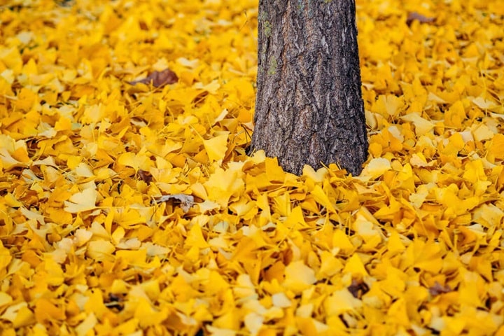 autumn planter ideas make the most of foliage