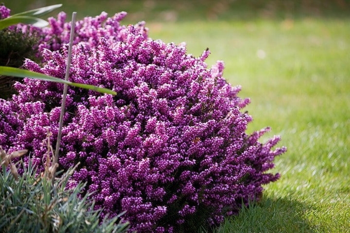 heathers as autumn plants for pots