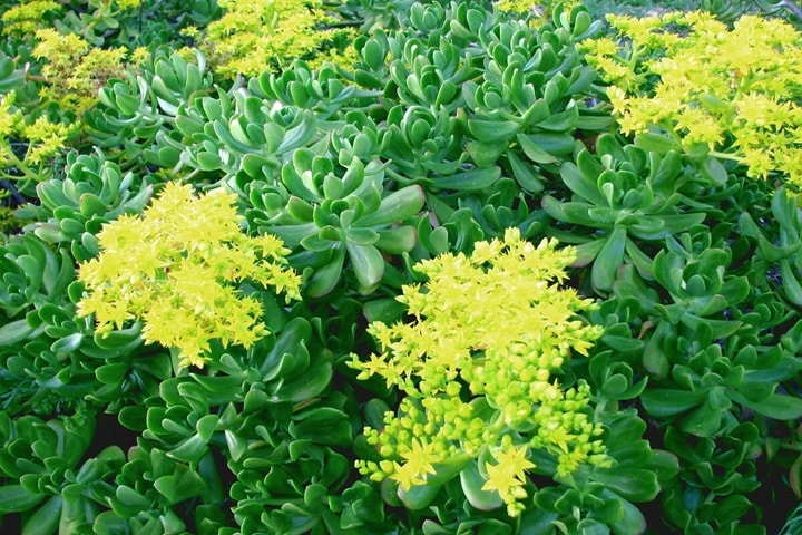 sedums as autumn plants for pots