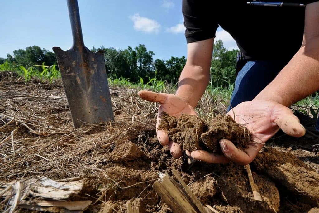 leaf mould for homemade plant fertilizer
