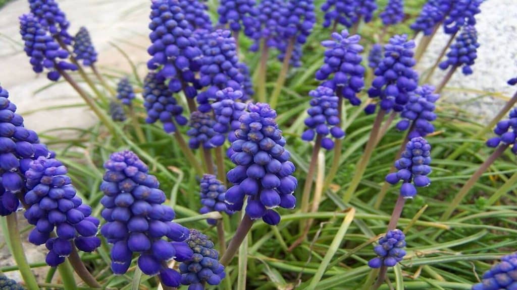 how to grow muscari