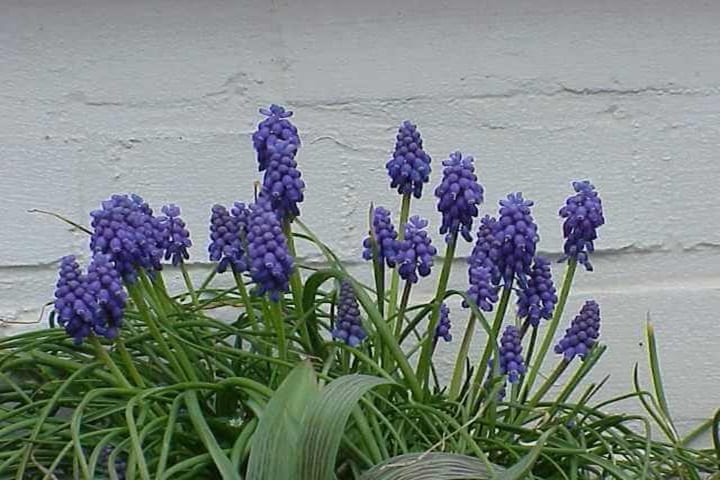 when to plant muscari bulbs