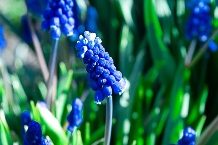 what and where to plant muscari
