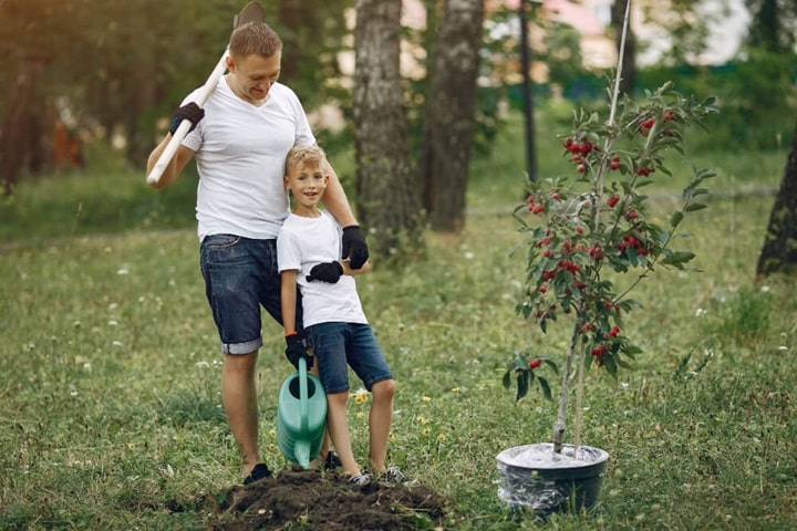 after planting bare root trees