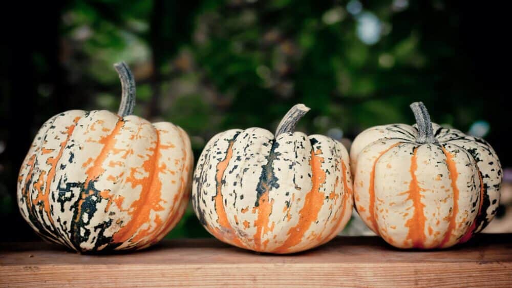 pumpkin recipe ideas