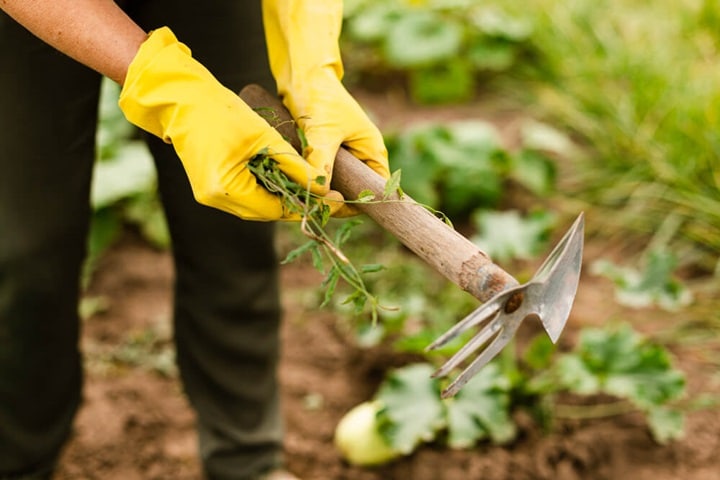 self sufficient farming vegetable garden