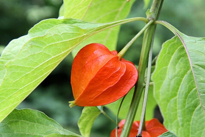 chinese lantern plant properties
