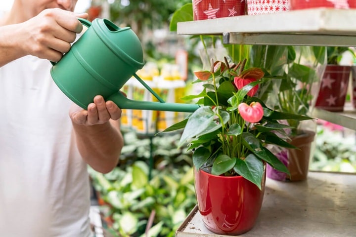 diving perennials watering