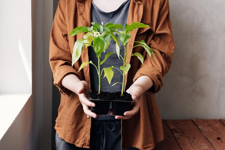 dividing perennials