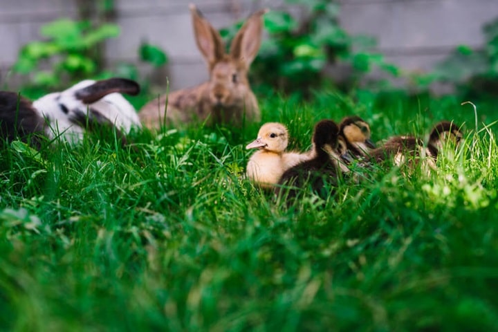 garden synergy and animals