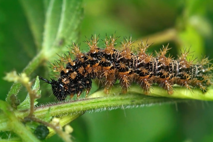 strawberry plant problems caterpillar pests