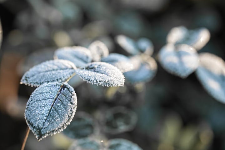 strawberry plant problems frost