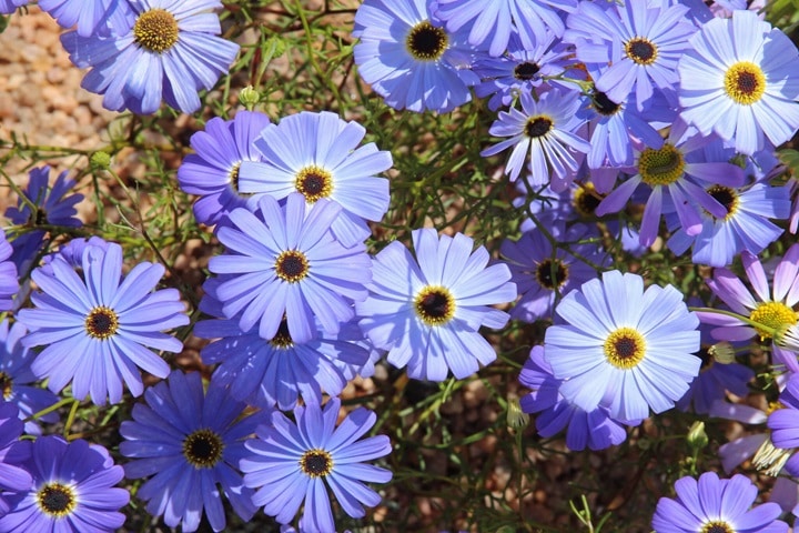 swan daisy brachyscome varieties and companion plants