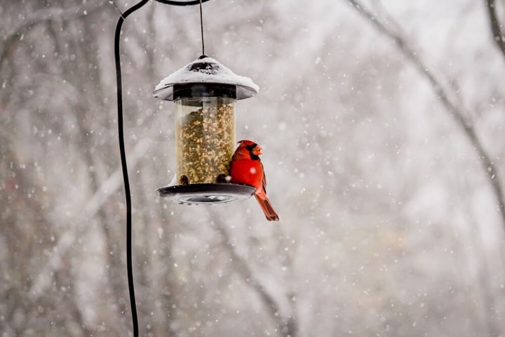 winter garden ideas bird feeders