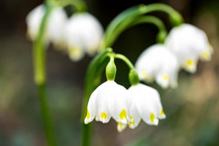 winter garden ideas snowdrops