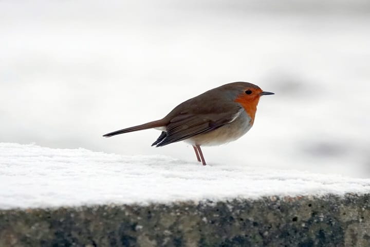 winter garden ideas wildlife robin