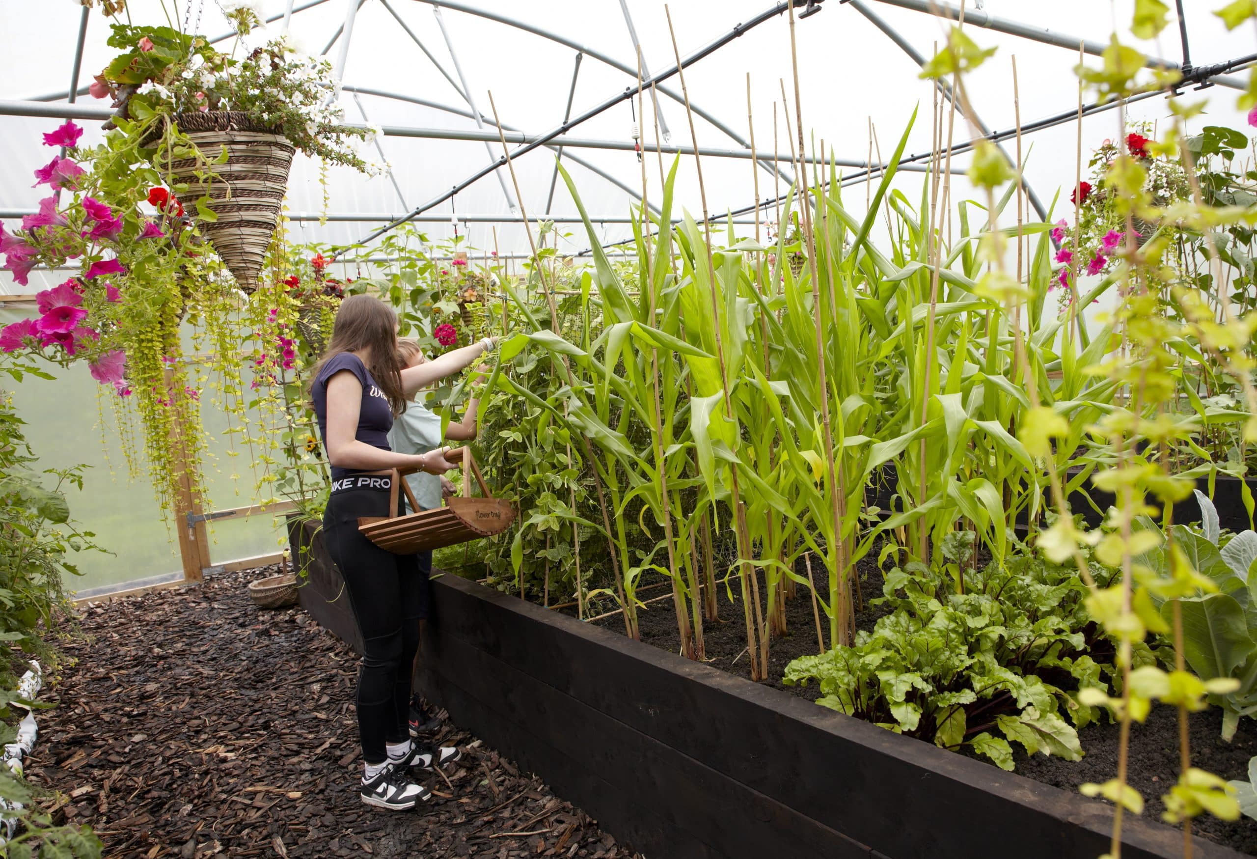 raised beds plants