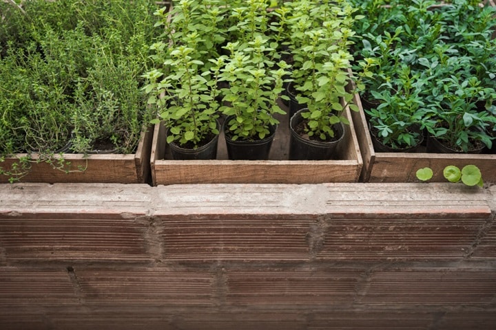 what to plant on how to build raised garden beds