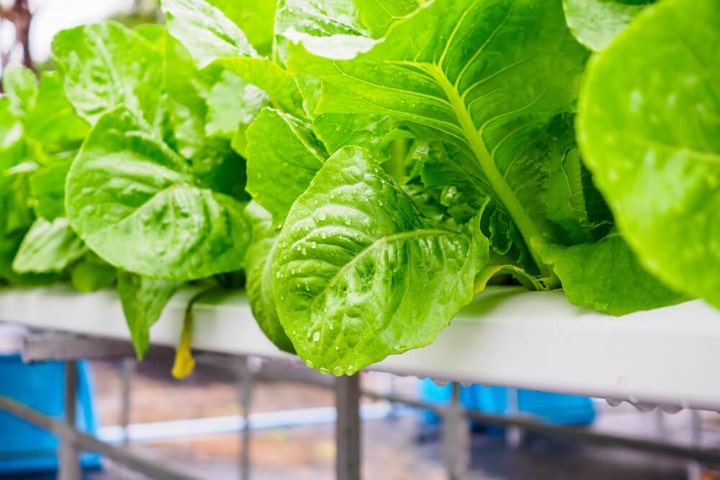 best hydroponic plants