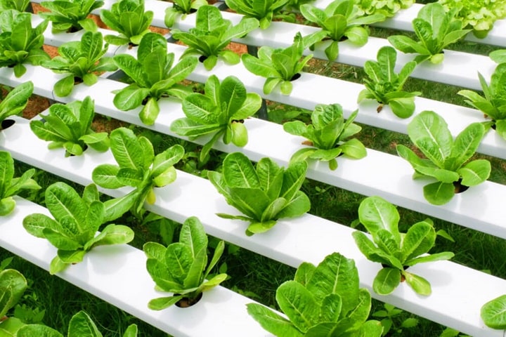 sustainable hydroponic plants techniques